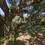 Los Osos Oaks State Natural Reserve (SNR)