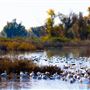 Gray Lodge Wildlife Area - California Department of Fish & Wildlife (CDFW)