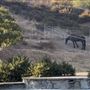 Agua Dulce Horse Ranch