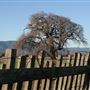 Martial Cottle Park State Recreation Area (SRA) - operated by Santa Clara County Parks