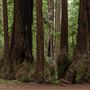Henry Cowell Redwoods State Park (SP)