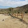 Yucca Valley
