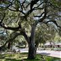 Sycamore Avenue Home