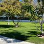 College of the Canyons