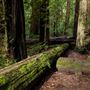 John B. Dewitt Redwoods State National Reserve (SNR)