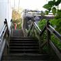 Filbert Steps