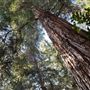 Descanso Gardens