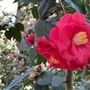 Descanso Gardens