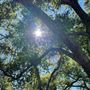 Descanso Gardens