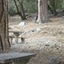 Crystal Lake Recreation Area / Campground - Angeles National Forest
