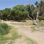 Mojave Narrows Regional Park