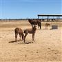 Horse And Burro Facility  B L M