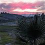 California Lavender Honey Farm