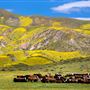 Carrizo Plain National Monument