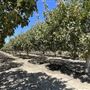 City of Coalinga