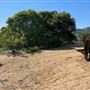 Griffith Park Redwoods - Cedar Grove