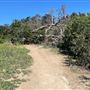 Griffith Park Redwoods - Cedar Grove