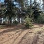 Griffith Park Redwoods - Cedar Grove