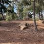 Griffith Park Redwoods - Cedar Grove