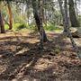 Griffith Park Redwoods - Cedar Grove