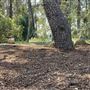Griffith Park Redwoods - Cedar Grove