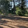 Griffith Park Redwoods - Cedar Grove