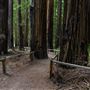Richardson Grove State Park (SP)
