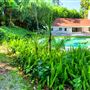 Vintage Hollywood Vibes – Secluded Palm-Lined Mid-Century Pool Oasis Wrapped In Lush Greenery – A Filmmaker’s Dream!