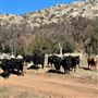 Bufford Ranch, managed by Golden Ranch Estates