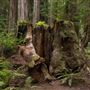 Montgomery Woods State Natural Reserve (SNR)