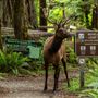 Prairie Creek Redwoods State Park (SP) within the Redwood National and State Parks