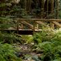 Kruse Rhododendron State Natural Reserve (SNR)