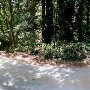 Forest of Nisene Marks State Park (SP), The