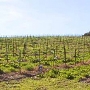 Overshine Wine Company (f.k.a. Armida Winery)