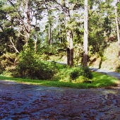 Fern Canyon Road