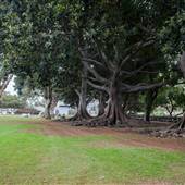 Exposition Park Lawn East & West