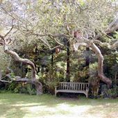 The Bodega Bay Secret Gardens - fka Compass Rose Garden