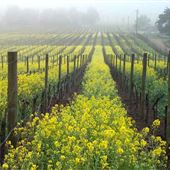 Schug Carneros Estate Winery