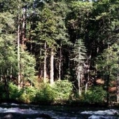 Eldorado National Forest