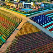 Carlsbad Flower Fields