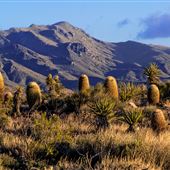 Providence Mountains State Recreation Area (SRA) / Mitchell Caverns