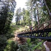 Pfeiffer Big Sur State Park (SP)