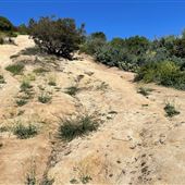 Griffith Park Redwoods - Cedar Grove