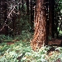 Pomo Canyon (Sonoma Coast State Park)