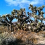 Onyx Ranch State Vehicular Recreation Area (SVRA)