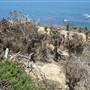 Point Dume Bluffs / Headlands / Big Dume Beach and Pirates Cove Beach @ Point Dume State Preserve - CFC