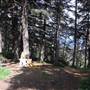 Griffith Park Redwoods - Cedar Grove