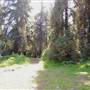 Griffith Park Redwoods - Cedar Grove