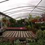 California Nursery Specialties - Cactus Ranch