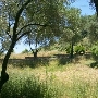 Blue Rock Vineyard